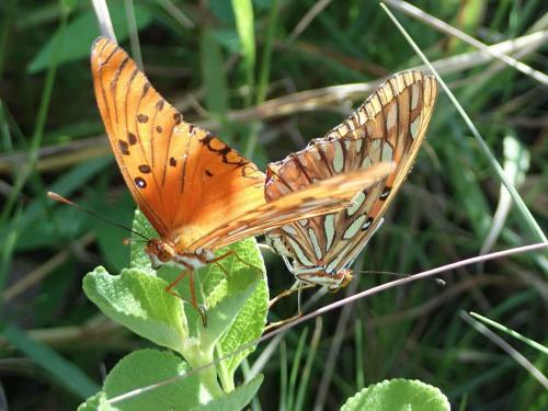 Réf. 245 838 : Agraulis vanillae